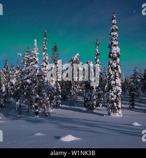 Avec vue panoramique sur la forêt enneigée et arbres gelés sous un ciel étoilé avec northern lights en hiver, le Parc National de Riisitunturi, Kuusamo, Laponie, Fin Banque D'Images