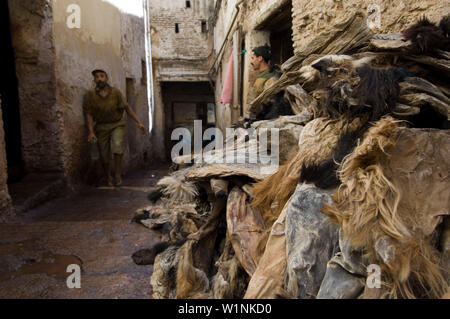 Les fourrures chez les tanneurs trimestre, chouara, Fes, Maroc Banque D'Images