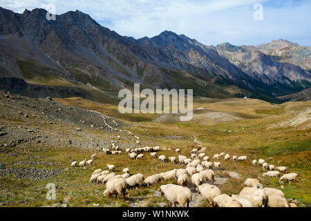 Les moutons, parc naturel, Queyras, Departement Hautes-Alpes, Région Provence-Alpes-Côte d'Azur, Alpes, France, Europe Banque D'Images