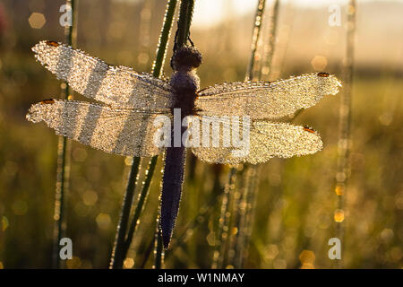 Le sud de l'écumoire, libellule Orthetrum brunneum, homme, Haute-Bavière, Allemagne Banque D'Images