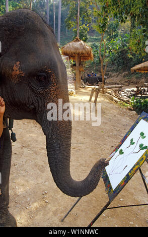 Peinture éléphant dans un camp d'éléphants au nord de Chiang Mai, Thaïlande Banque D'Images