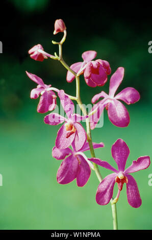 Forêt de Fleurs, Orchidee, Richmond, Saint Joseph La Barbade, Caraïbes Banque D'Images