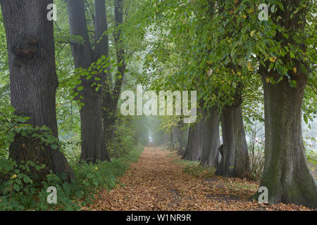 Lime Tree alley dans Westenbruegge, Bade-Wurtemberg, Allemagne Banque D'Images