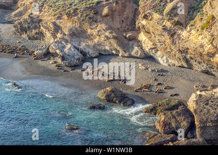 Les phoques se trouvant sur une plage. Point Lobos State Reserve, Carmel, California, United States. Banque D'Images