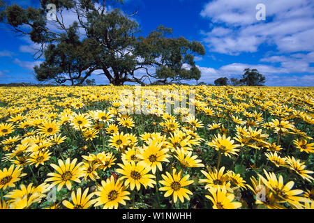 Prairie en fleurs, Kangaroo Island Australie du Sud Banque D'Images