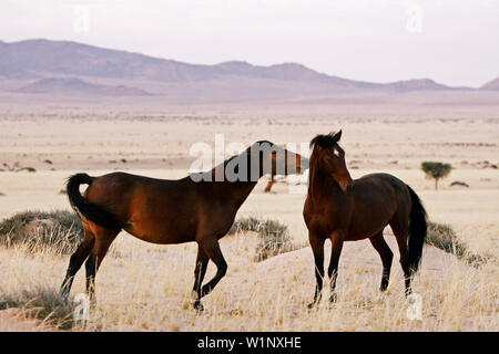 Deux chevaux sauvages à partir d'un combat. Désert du Namib chevaux. Garub. Namib Naukluft Park. Le sud de la Namibie. Afrique du Sud Banque D'Images