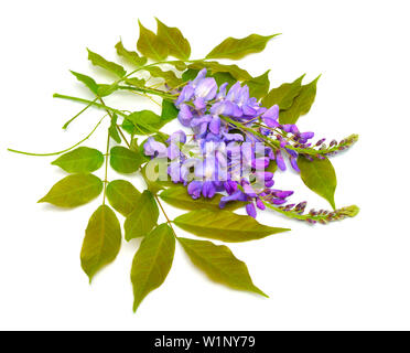 Glycine de Chine Wisteria sinensis ou isolé sur fond blanc Banque D'Images