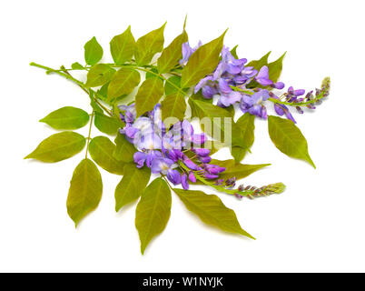 Glycine de Chine Wisteria sinensis ou isolé sur fond blanc Banque D'Images