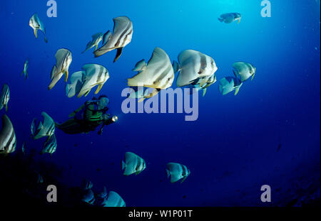 Petit platax et scuba diver, platax teira, îles Maldives, l'océan Indien, l'Atoll d'Ari, l'atol Banque D'Images