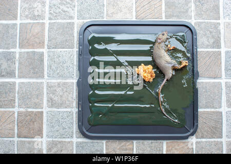 Le rat noir colle sur le plateau sur le sol. Banque D'Images