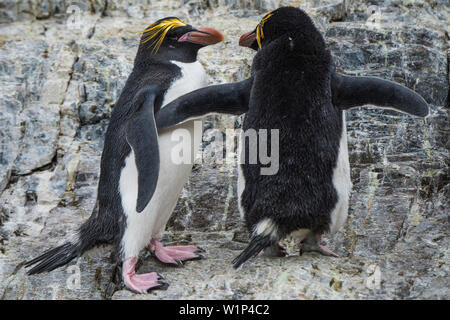 Deux pingouins Macaroni (Eudyptes chrysolophus) debout sur une pente de rochers, Hercules Bay, South Georgia Island, Antarctica Banque D'Images