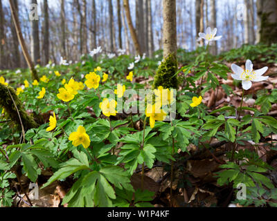 Les anémones jaune en forêt de hêtres au printemps, anémone, Anemone nemorosa, Parc national du Hainich, Thuringe, Allemagne, Europe Banque D'Images