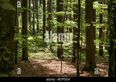 Forêt mixte, Parc National de la forêt de Bavière la Bavière, Allemagne Banque D'Images