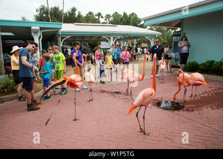 Flamand Rose béquille oiseaux parmi les visiteurs du parc à thème Sea World Orlando, Orlando, Floride, USA Banque D'Images