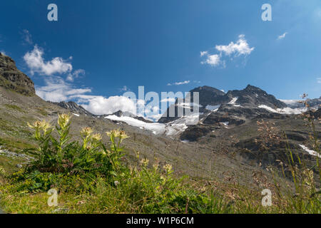 Vermuntgletscher Glacier, Mt. Piz Buin, Glacier, spiniest Ochsentaler Gletscher thistle, Bludenz, Vorarlberg, Autriche, Europe Banque D'Images