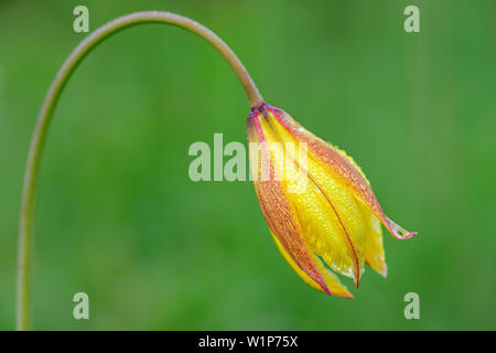 Wild tulip, Tulipa sylvestris subsp. australis, Val Maira, Alpes Cottiennes, Piémont, Italie Banque D'Images