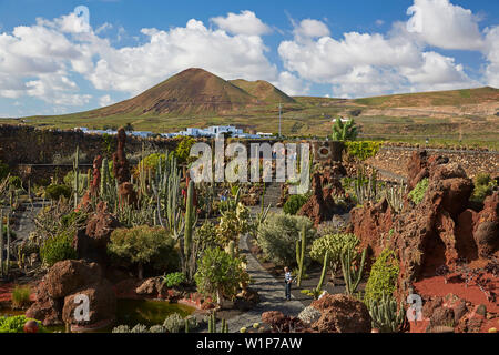 Jardin de cactus près de Guatiza, Jardín de cactus, César Manrique, Lanzarote, Canaries, Islas Canarias, Spain, Europe Banque D'Images