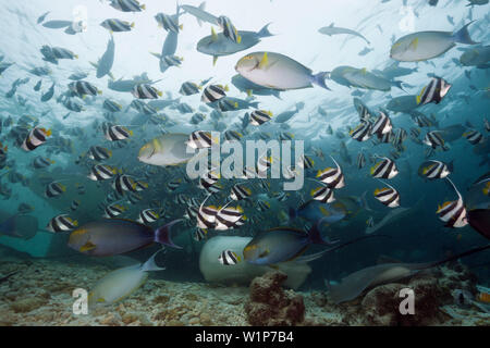 Banc de chirurgiens, Acanthurus xanthopterus Albacore, North Male Atoll, Maldives Banque D'Images