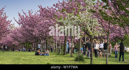 Cherry Blossom, Teltow, Mauerweg, ancienne frontière DDR , près de Berlin, Brandebourg Banque D'Images