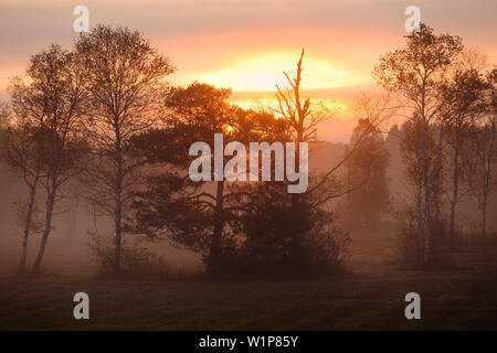 Arbres dans la lumière du matin, l'automne, de bouleaux et de sapins, Upper Bavaria, Germany, Europe Banque D'Images