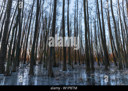 Paysage d'hiver en forêt la lande à blue heure après le lever du soleil Banque D'Images