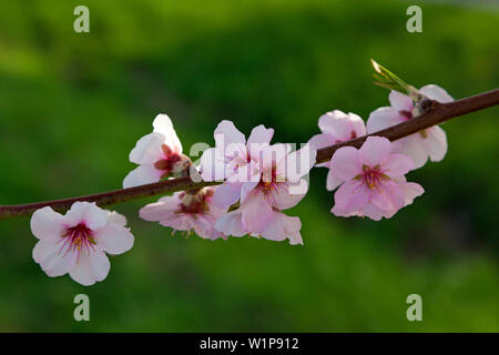 Almond Blossom, Mandelbluetenweg, Deutsche Weinstrasse (route des vins allemande), Palatinat, Rhénanie-Palatinat, Allemagne Banque D'Images