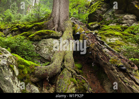 Racines d'un chêne, un chemin de randonnée à Grosser Falkenstein, forêt de Bavière, Bavière, Allemagne Banque D'Images