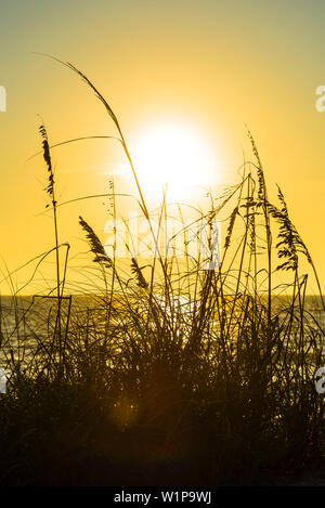 Silhouette de graminées sur la plage au coucher du soleil, Boca Grande, Florida, USA Banque D'Images