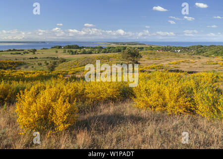 Vue depuis l'Inselblick sur l'Dornbusch près de Kloster, île de Hiddensee, côte de la mer Baltique, Mecklembourg-Poméranie-Occidentale, Allemagne du Nord, l'Allemagne, l'Euro Banque D'Images