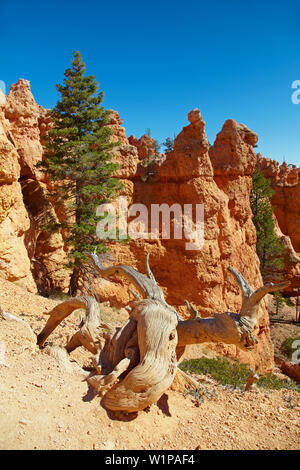 Queens Garden Trail , Amphithéâtre , Bryce Bryce Canyon National Park , Utah , Etats-Unis , Amérique Banque D'Images