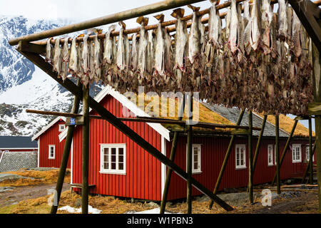 En bois rouge rorbu huttes dans le village de pêche Reine, de sécher le poisson, Moskensoya, îles Lofoten, Norvège, Scandinavie, Europe Banque D'Images