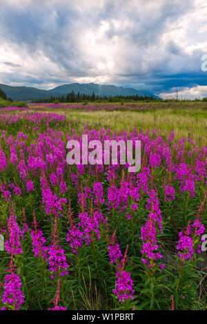La lutte contre les mauvaises herbes à feu Autoroute Denali, Alaska, USA Banque D'Images