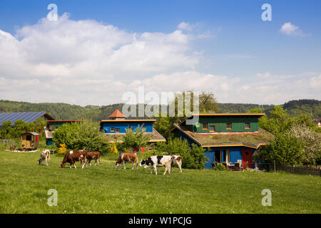 Maison de vacances Schoeneweiss avec friendly vaches qui paissent dans un champ, Voehl, Hesse, Germany, Europe Banque D'Images