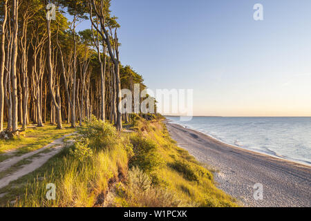 Chemin le long des falaises et des forêts de hêtres à Nienhagen, côte de la mer Baltique, Mecklembourg-Poméranie-Occidentale, Allemagne du Nord, l'Allemagne, de l'Europe Banque D'Images