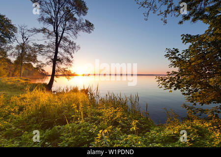 L'humeur du matin au lac Mueritz, Mueritz-Elde-Wasserstrasse, Palatinat, Bade-Wurtemberg, Allemagne Banque D'Images