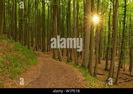 Bois de hêtre au-dessus de la craie, les roches du parc national de Jasmund, Ruegen, mer Baltique, Schleswig-Holstein, Allemagne Banque D'Images