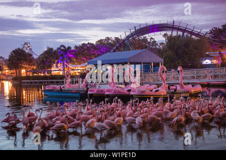 Flamant rose flamants et pédalos en forme avec Mako hypercoaster ride attraction de parc à thème Sea World Orlando au crépuscule, Orlando, Floride, USA Banque D'Images