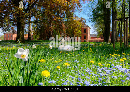 Flower meadow avec swan en face du château de Bothmer, Fažana, Ostseeküste, Mecklembourg-Poméranie-Occidentale, Allemagne Banque D'Images