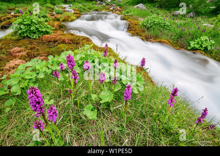 Orchidée rose avec ruisseau en arrière-plan, le Val Maira, Alpes Cottiennes, Piémont, Italie Banque D'Images