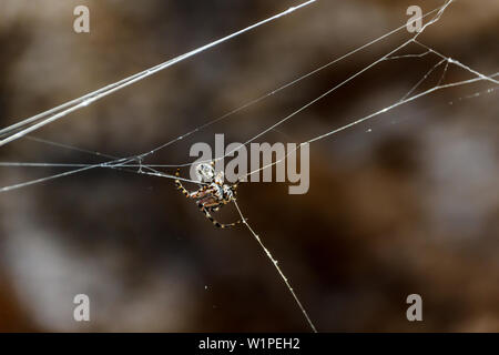 Araignée Argiope trifasciata caché dans le centre de son site les montagnes. Close up, troubles de roches de lave dans l'arrière-plan. Tenerife, Canaries. Banque D'Images