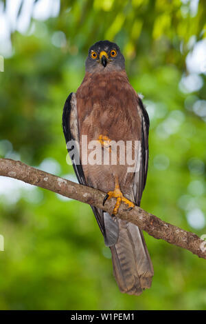 Autour des palombes, Accipiter fasciatus Noël natalis, l'île Christmas, Australie Banque D'Images