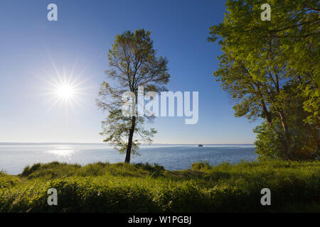 L'humeur du matin au lac Mueritz, Mueritz-Elde-Wasserstrasse, Palatinat, Bade-Wurtemberg, Allemagne Banque D'Images