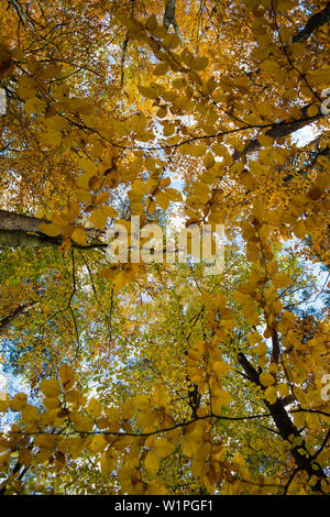 Forêt de hêtres en automne, Frog's eye view, près de Überlingen, le lac de Constance, Bade-Wurtemberg, Allemagne Banque D'Images