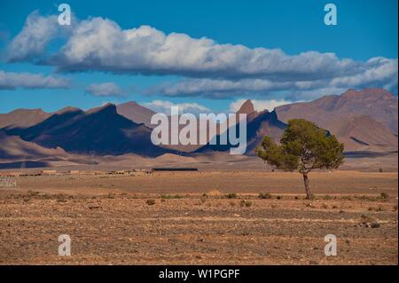 Lisse dans la partie supérieure de la vallée de Ziz, Moyen Atlas, Maroc Banque D'Images