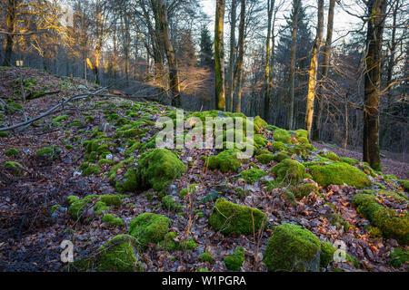 Vestiges d'un mur celtique, winterly forest, Rhénanie-Palatinat, Allemagne, Europe Banque D'Images