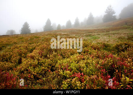 À Hoher Meissner, Meissner - Kaufunger Wald nature park, au nord de la Hesse, Hesse, Allemagne Banque D'Images