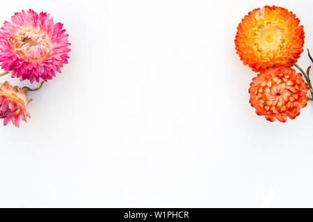 Cadre de fleurs jaune rose rouge immortelle sur fond blanc Vue de dessus  Photo Stock - Alamy