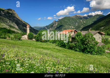 Pré alpin avec des fleurs avec alpine village en arrière-plan, le Val Maira, Alpes Cottiennes, Piémont, Italie Banque D'Images