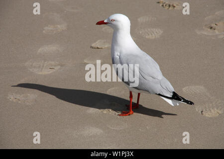 Goéland argenté (Chroicocephalus novaehollandiae) dans le Queensland, également connu simplement comme mouette en Australie - le plus goéland vu en Australie. Banque D'Images