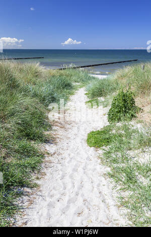 Jusqu'à la baech en Neuendorf, île de Hiddensee, côte de la mer Baltique, Mecklembourg-Poméranie-Occidentale, Allemagne du Nord, l'Allemagne, l'europa Banque D'Images